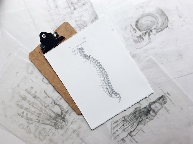 Clipboard with sheets of paper detailing anatomical drawings of the spine, skull, hand, and foot.