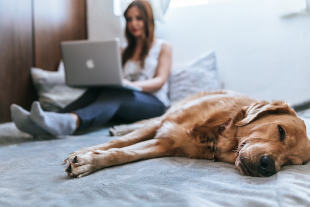 Young woman working from home, sitting on bed with laptop on lap, out of focus. Golden retriever lying next to her in focus, cute doggo.